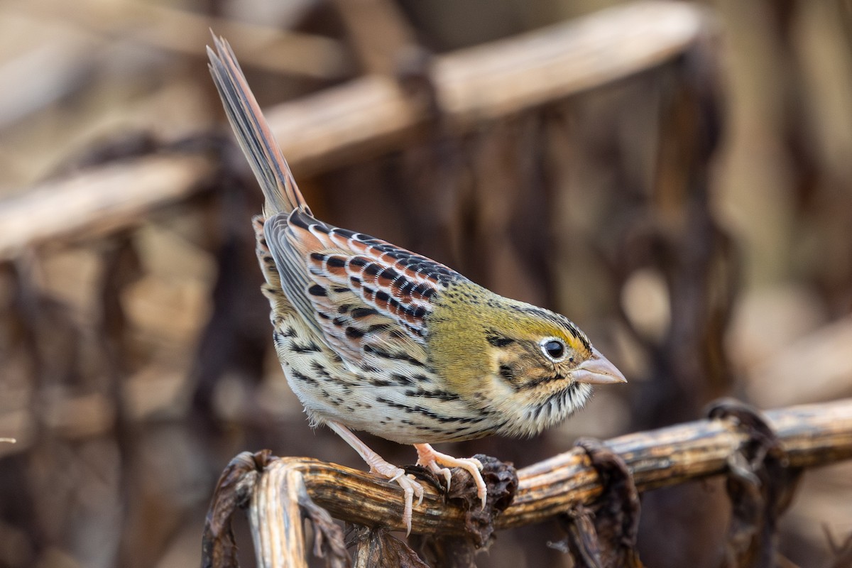 Henslow's Sparrow - ML644537058