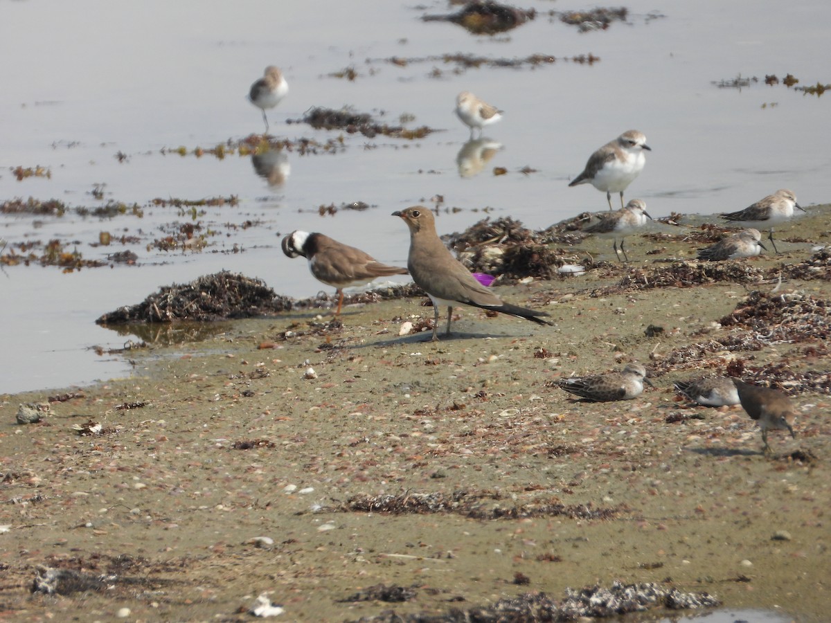 brakksvale - ML644537060