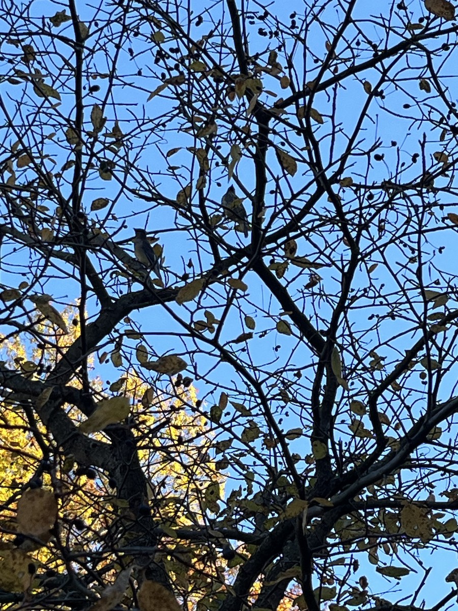 Cedar Waxwing - ML644537068