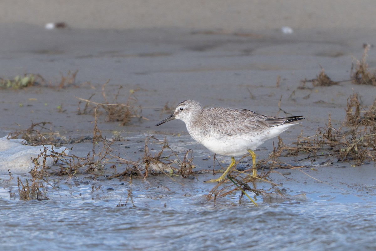 Шармаг элсэг - ML644537069