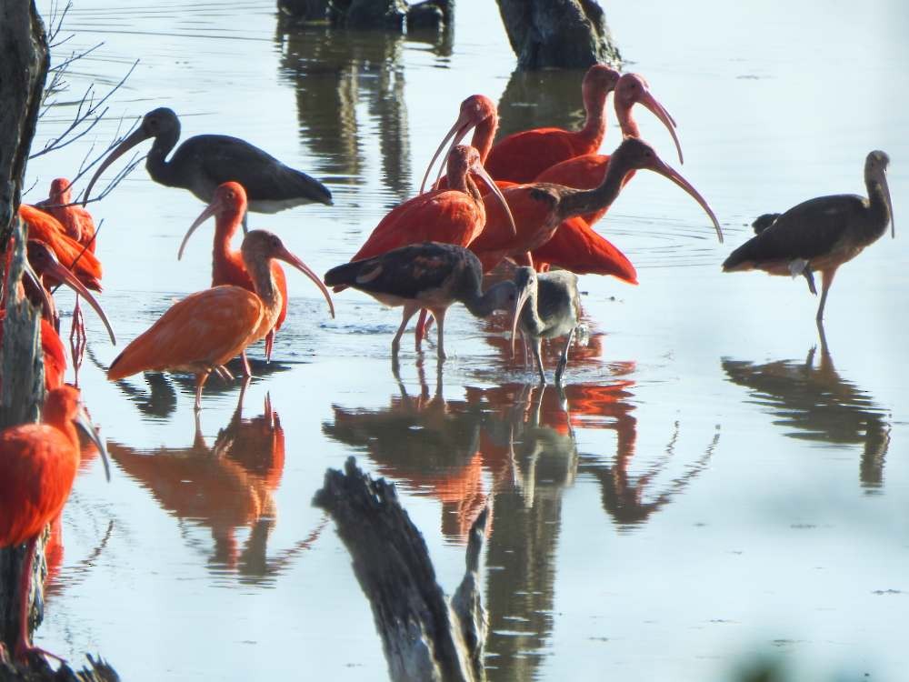 Al Aynak - ML644537073