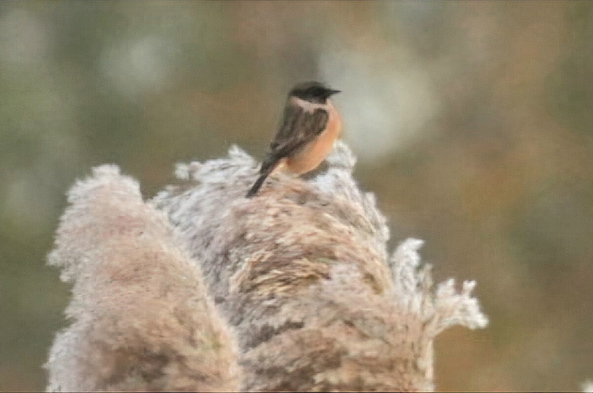 Трав'янка чорноголова - ML644537074