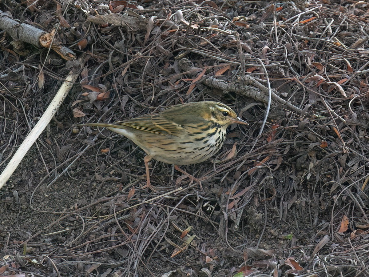 Бөртөт шийхнүүхэй - ML644537076