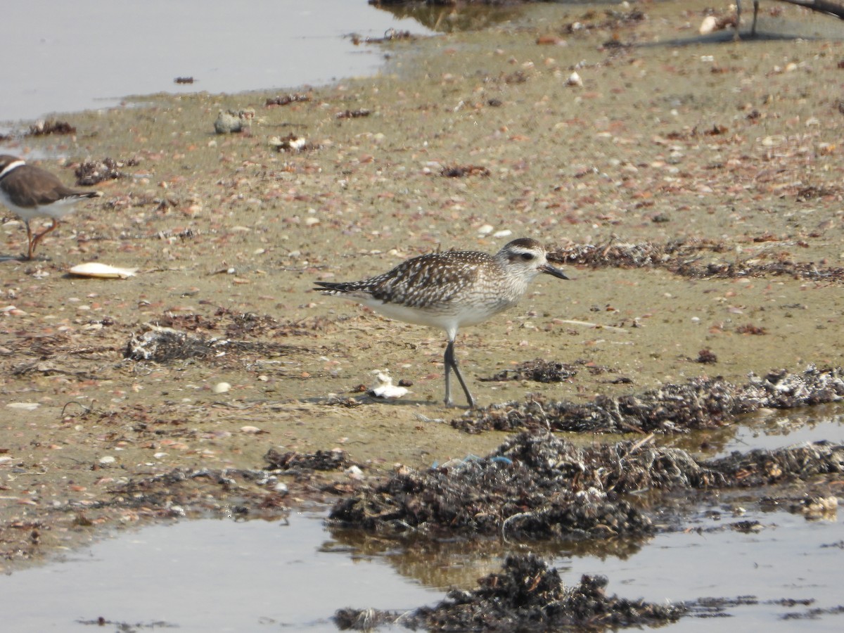 tundralo - ML644537084