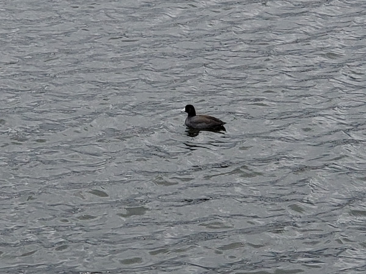 American Coot - ML644537092