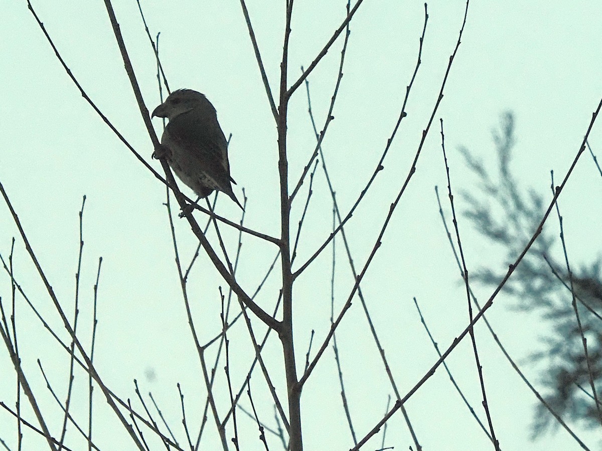 Bec-croisé des sapins - ML644537093