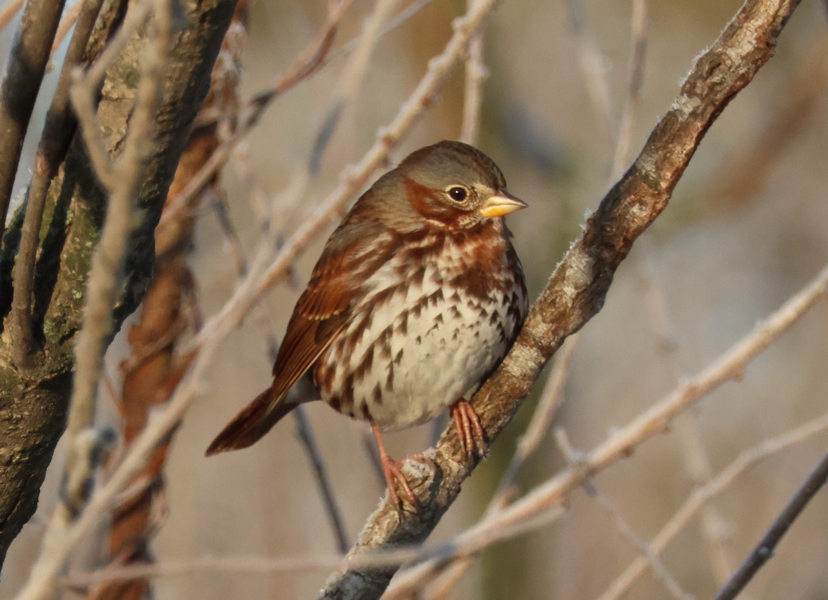 Fox Sparrow (Red) - ML644537095