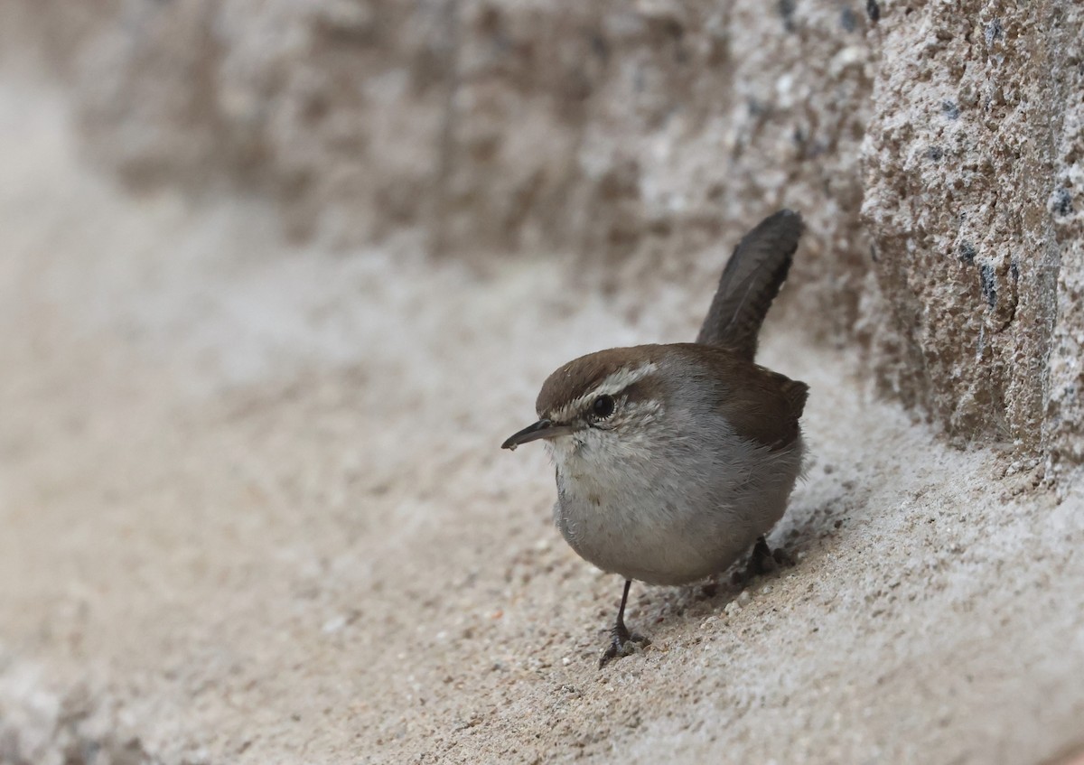 Troglodyte de Bewick - ML644537106