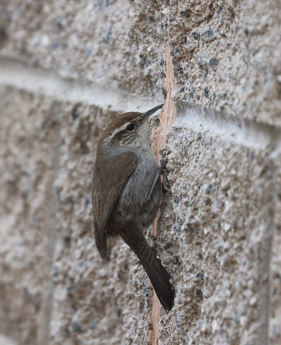 Troglodyte de Bewick - ML644537107