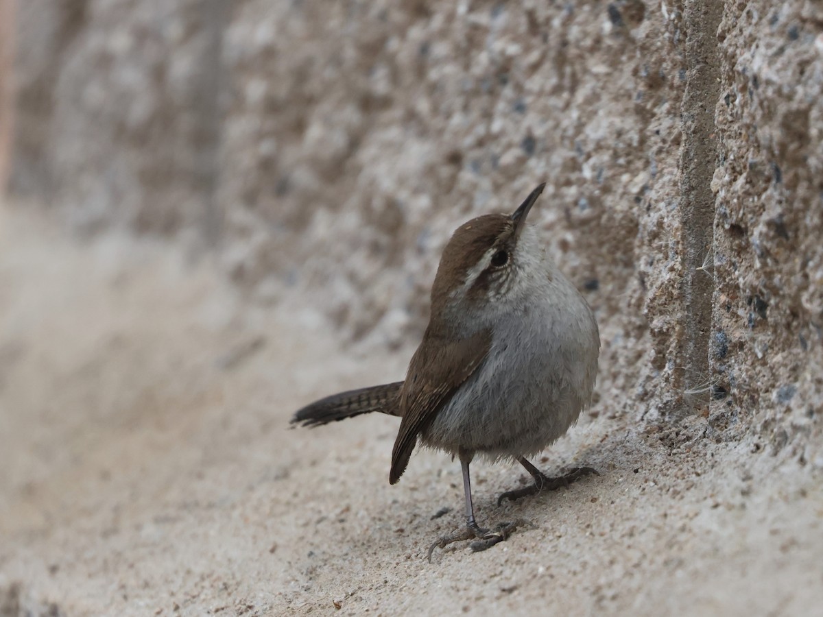 Troglodyte de Bewick - ML644537108