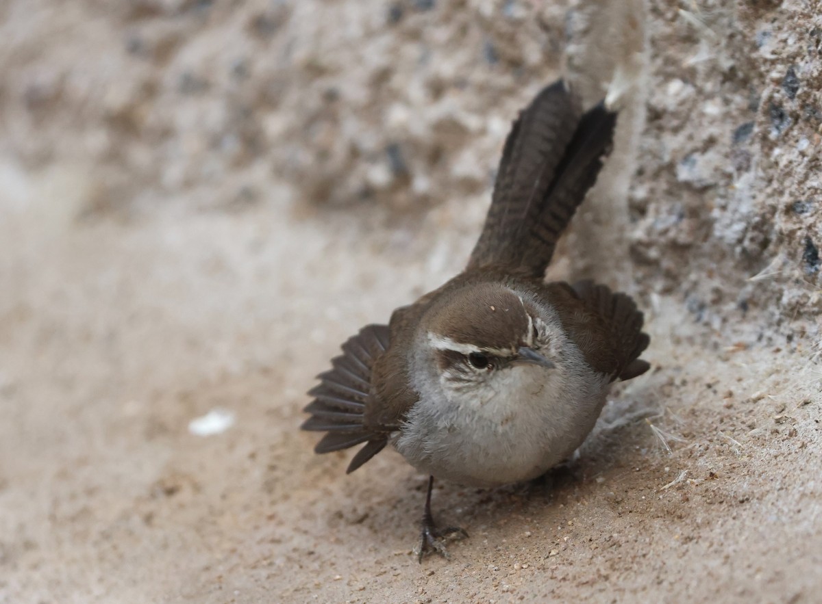 Troglodyte de Bewick - ML644537109
