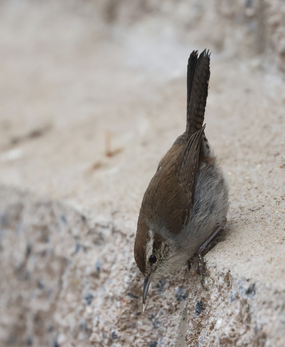 Troglodyte de Bewick - ML644537110