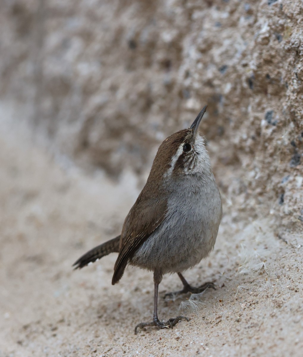 Troglodyte de Bewick - ML644537111