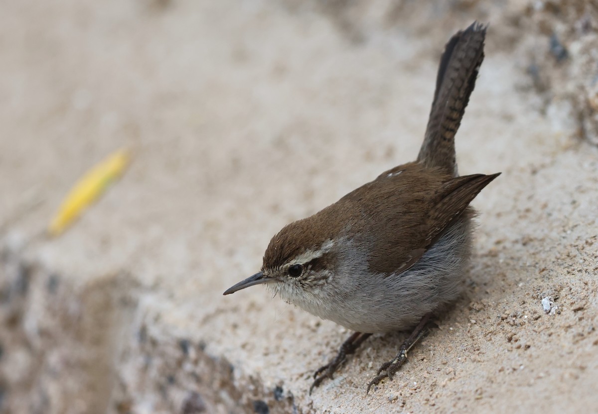 Troglodyte de Bewick - ML644537112