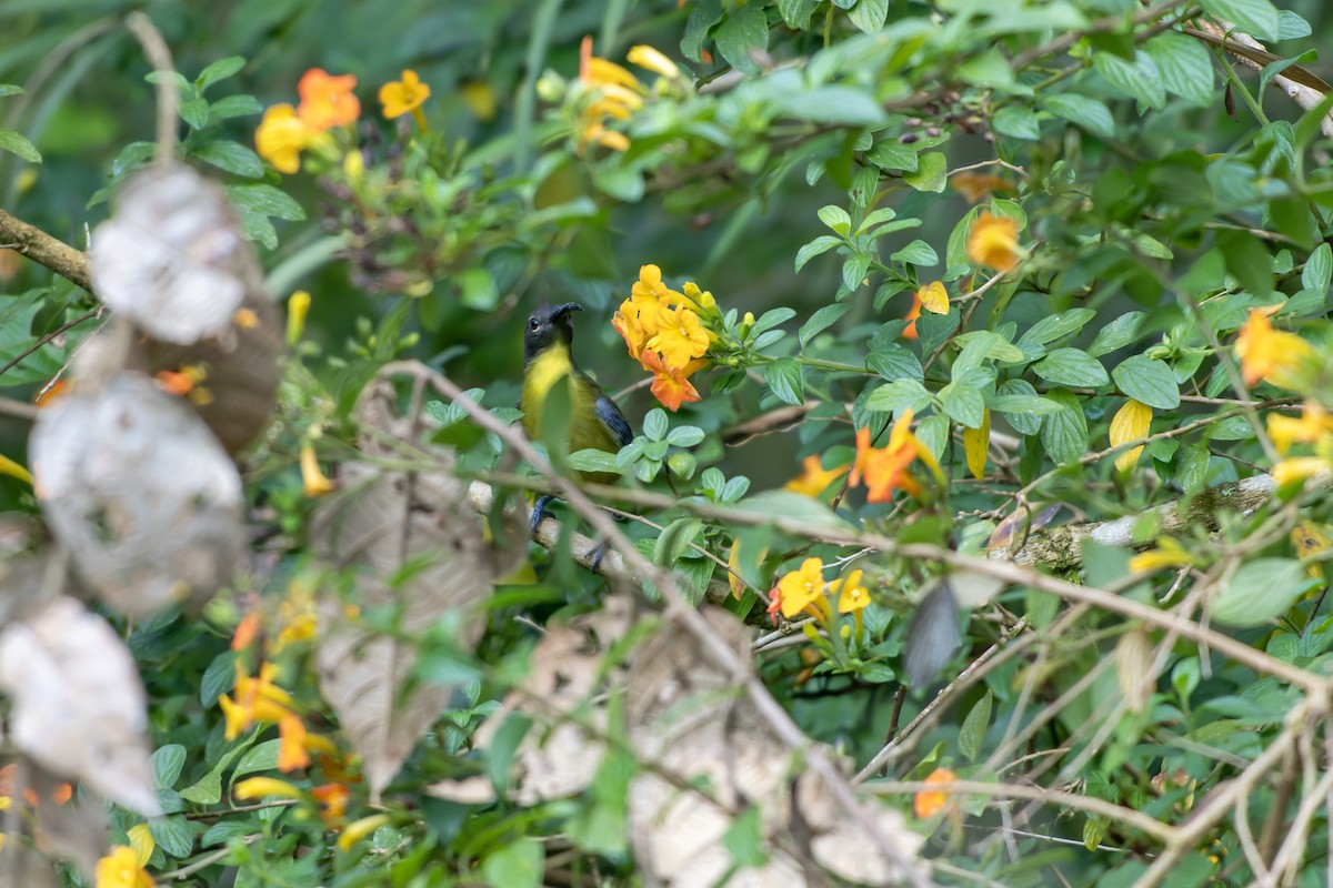 Slaty-chinned Longbill - ML644537113