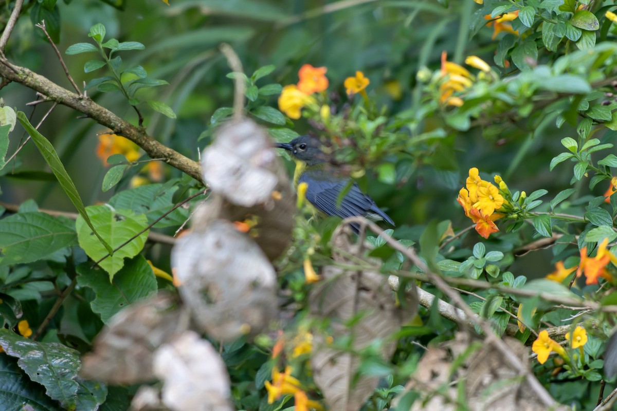 Slaty-chinned Longbill - ML644537114