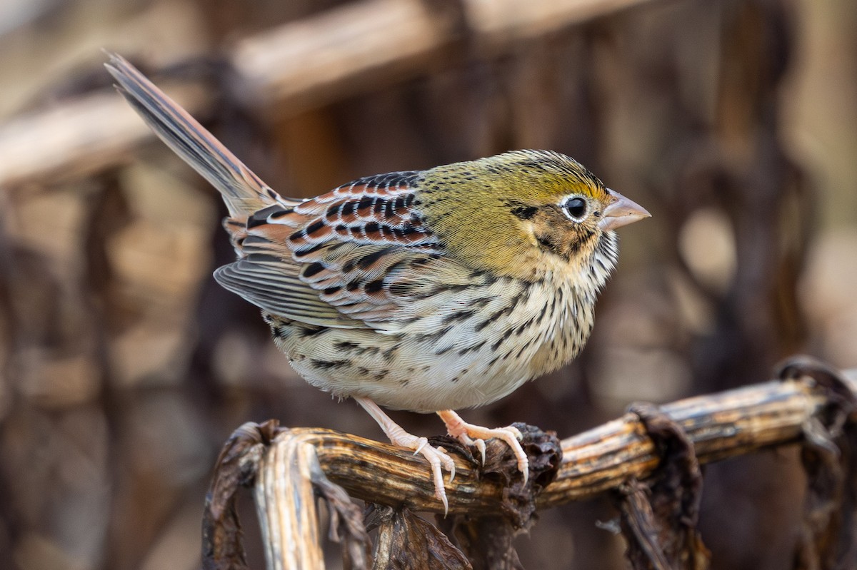 Henslow's Sparrow - ML644537116