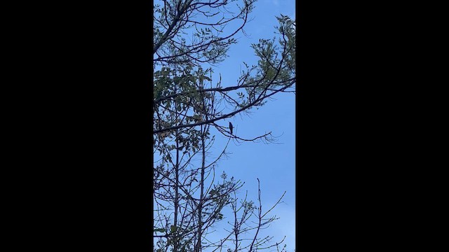 Mexican Violetear - ML644537128