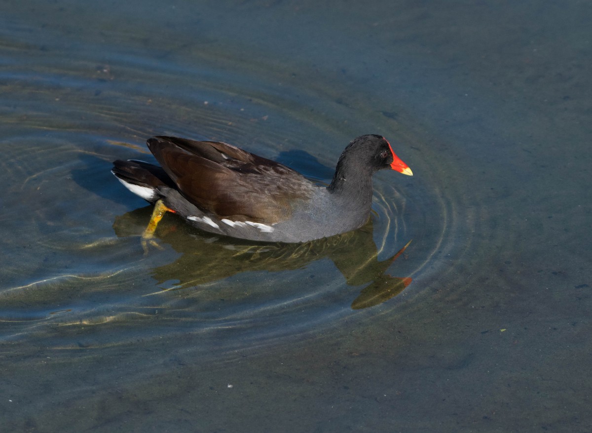 amerikasivhøne - ML644537130