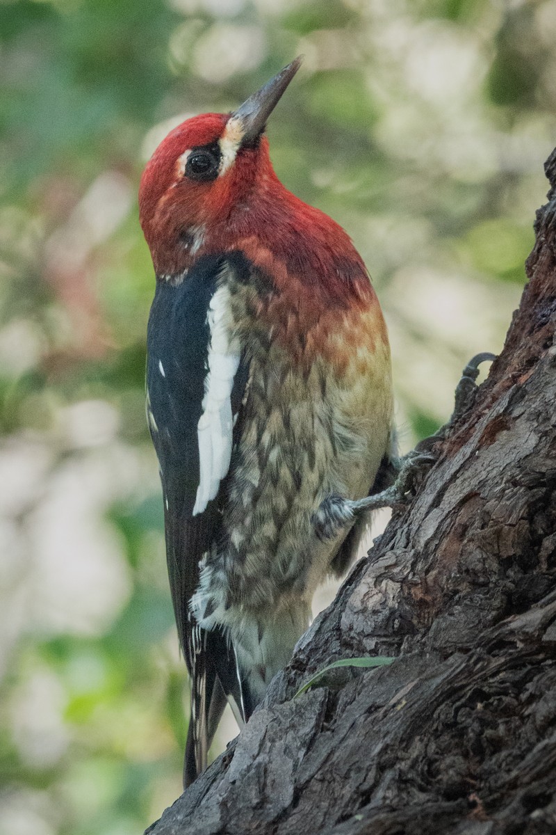 Pic à poitrine rouge - ML644537132