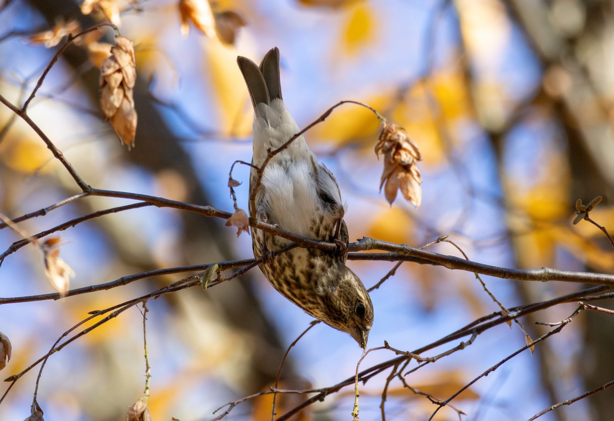 hýl nachový - ML644537134