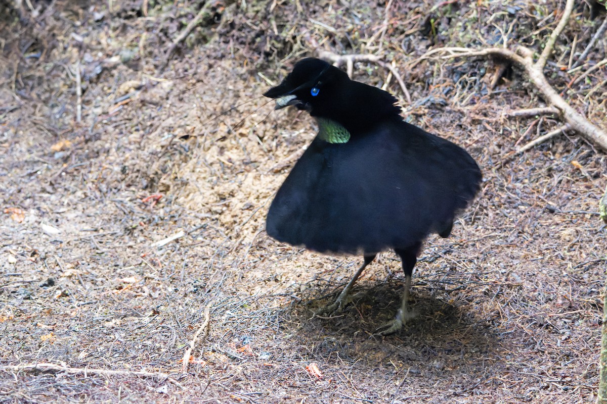 Lawes's Parotia - ML644537136