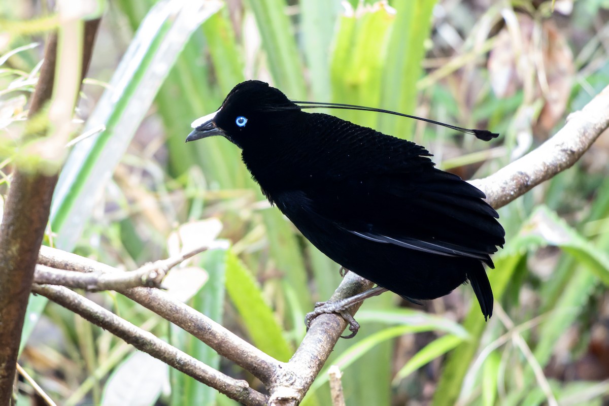 Lawes's Parotia - ML644537137