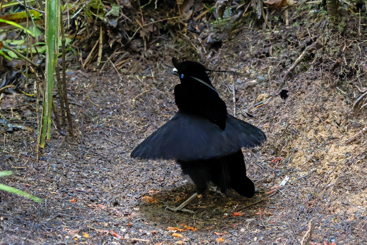Lawes's Parotia - ML644537138