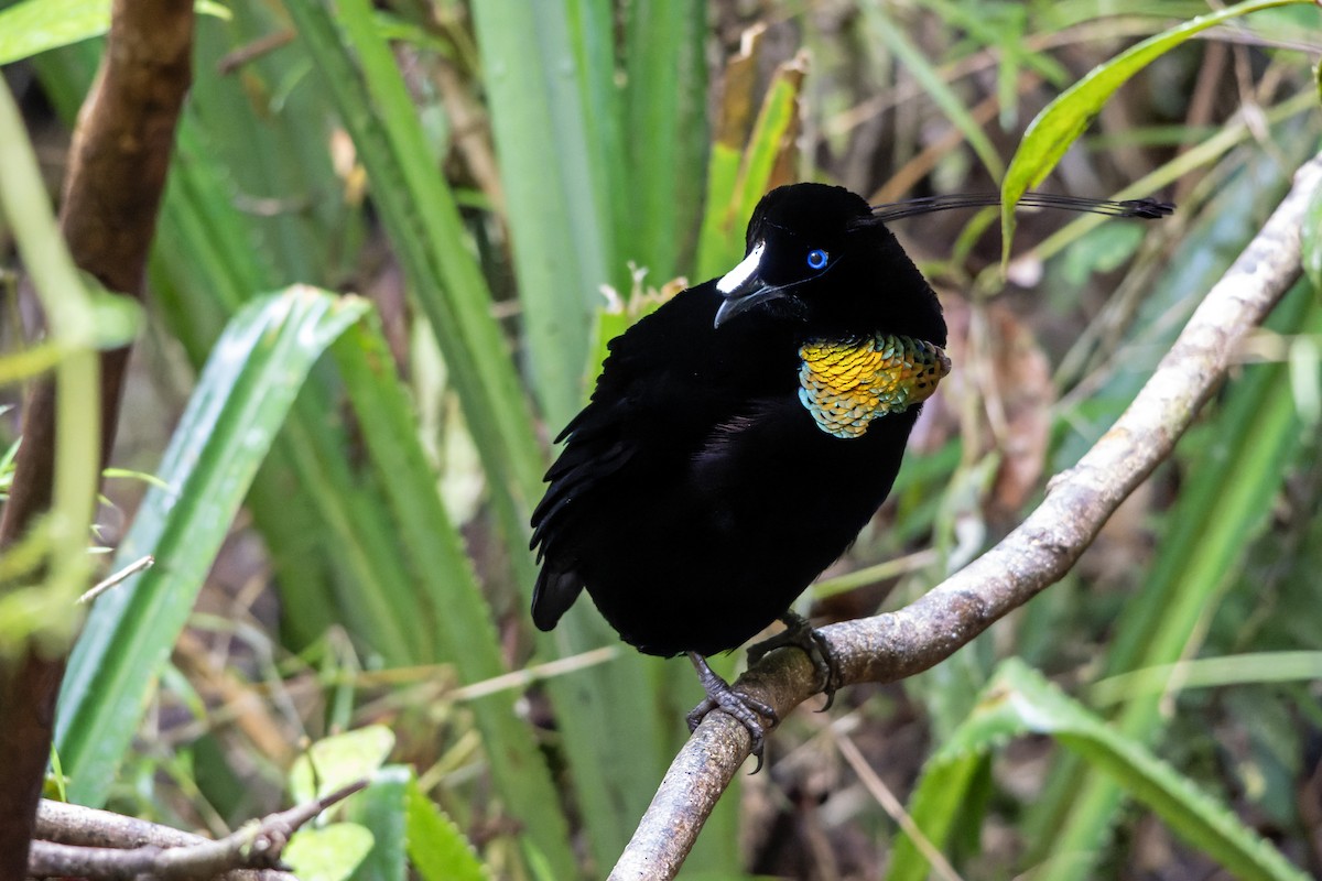 Lawes's Parotia - ML644537139