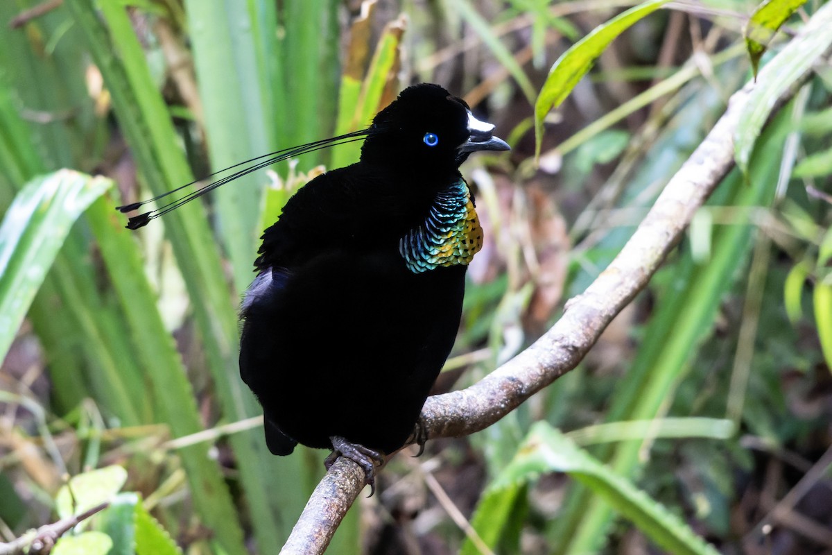 Lawes's Parotia - ML644537140