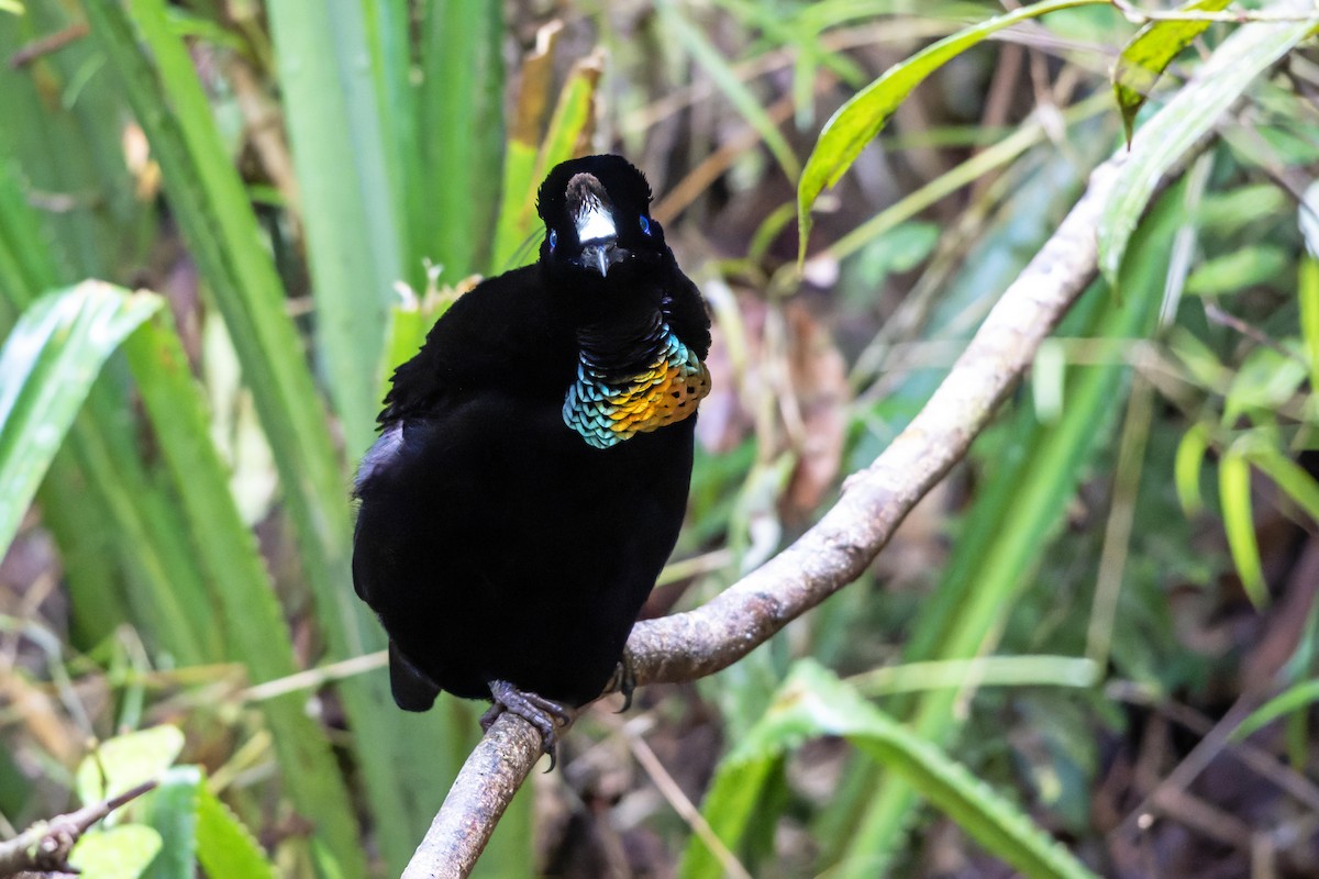 Lawes's Parotia - ML644537141