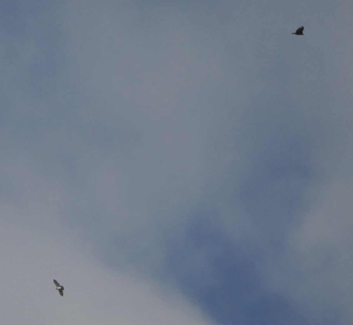 Busardo Aliancho - ML644537142