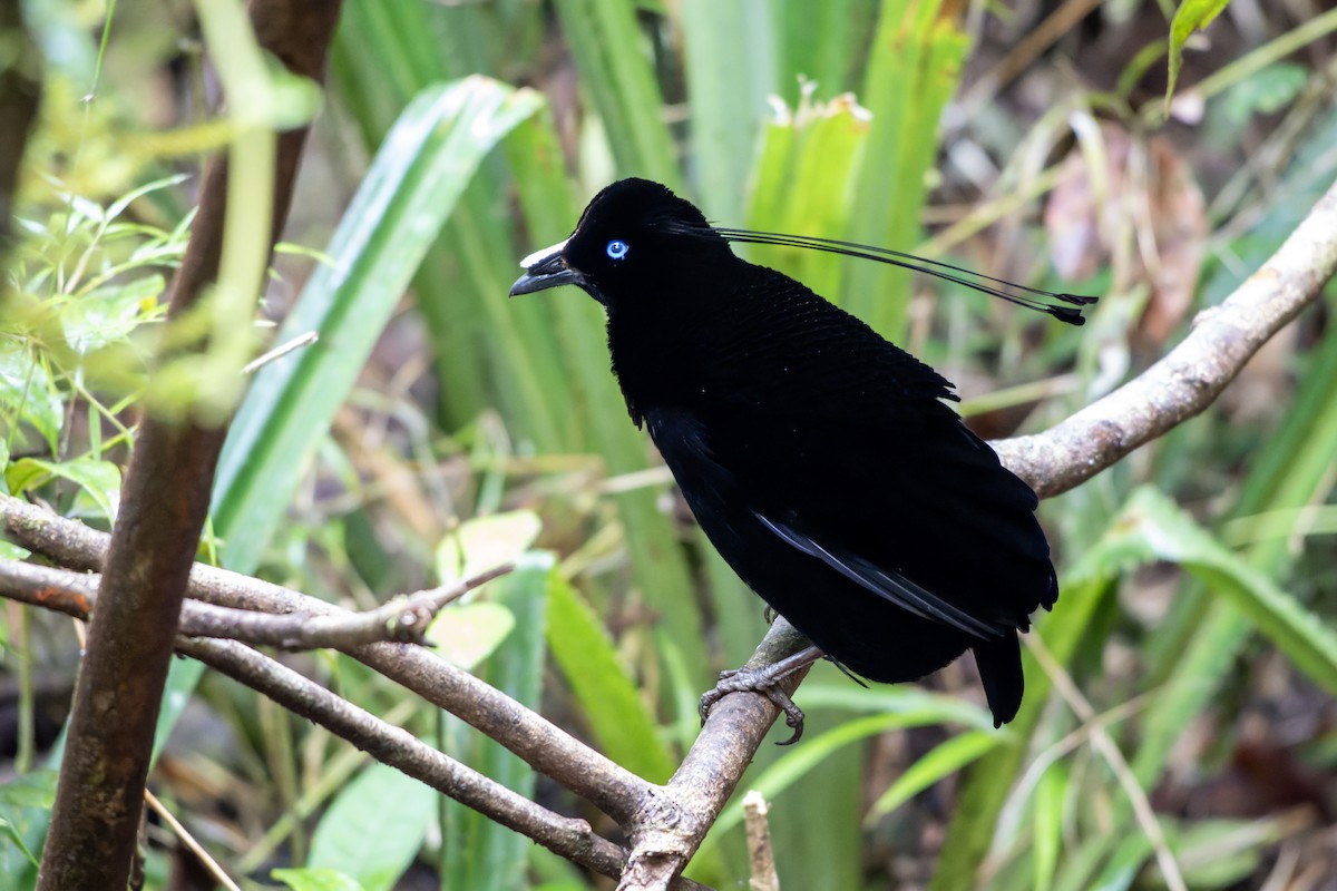 Lawes's Parotia - ML644537144