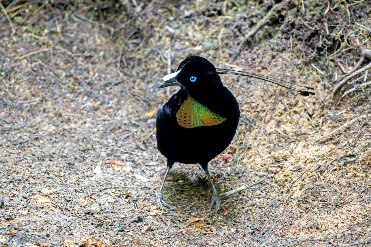 Lawes's Parotia - ML644537145