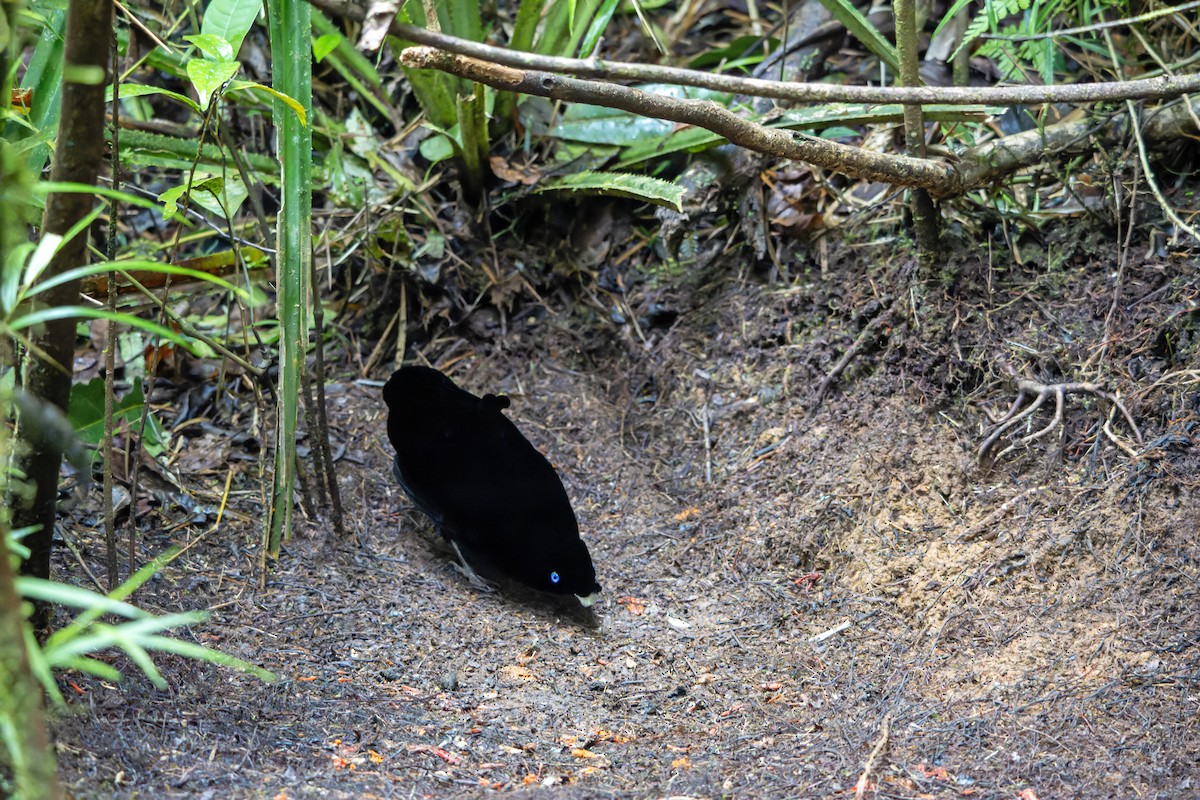Lawes's Parotia - ML644537146