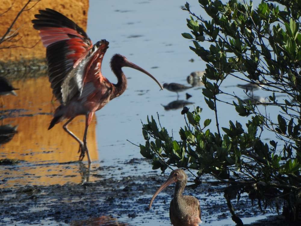 Al Aynak - ML644537148