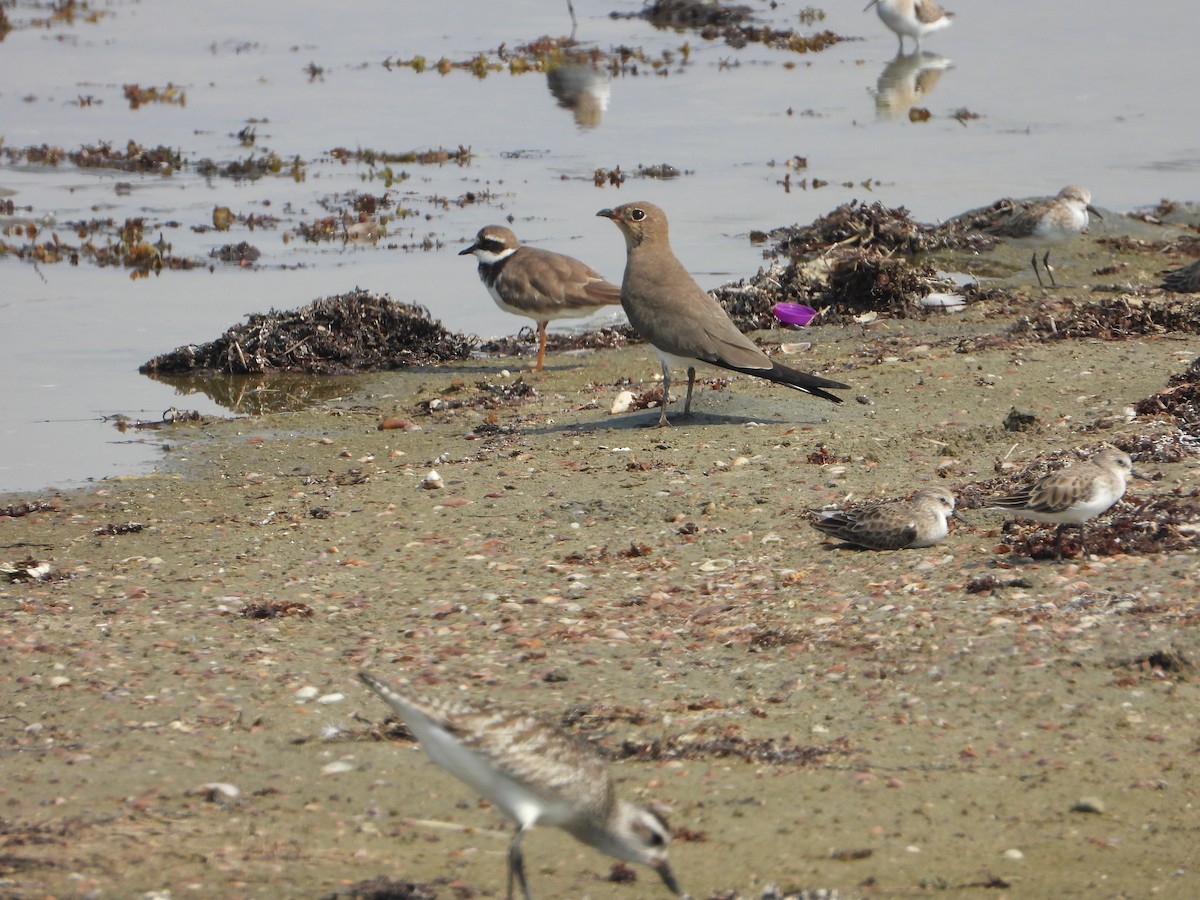 brakksvale - ML644537155