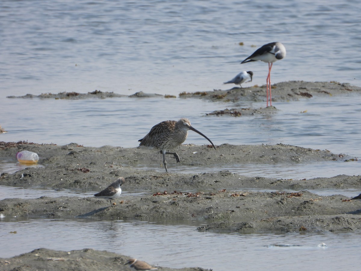 storspove - ML644537158