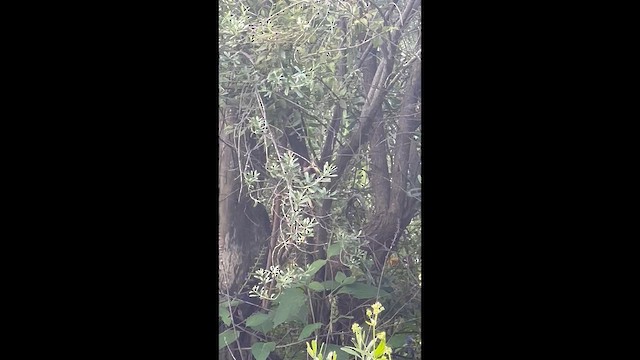 Dusky Hummingbird - ML644537169