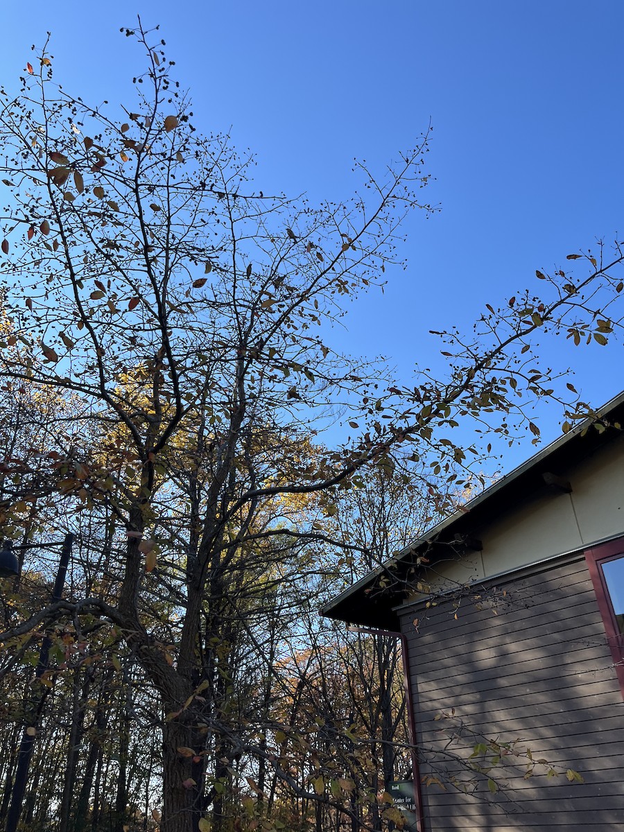 Cedar Waxwing - ML644537178