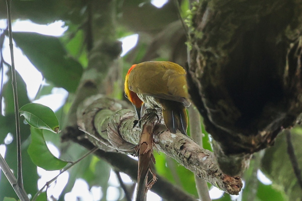 Yellow-throated Woodpecker - ML644537179