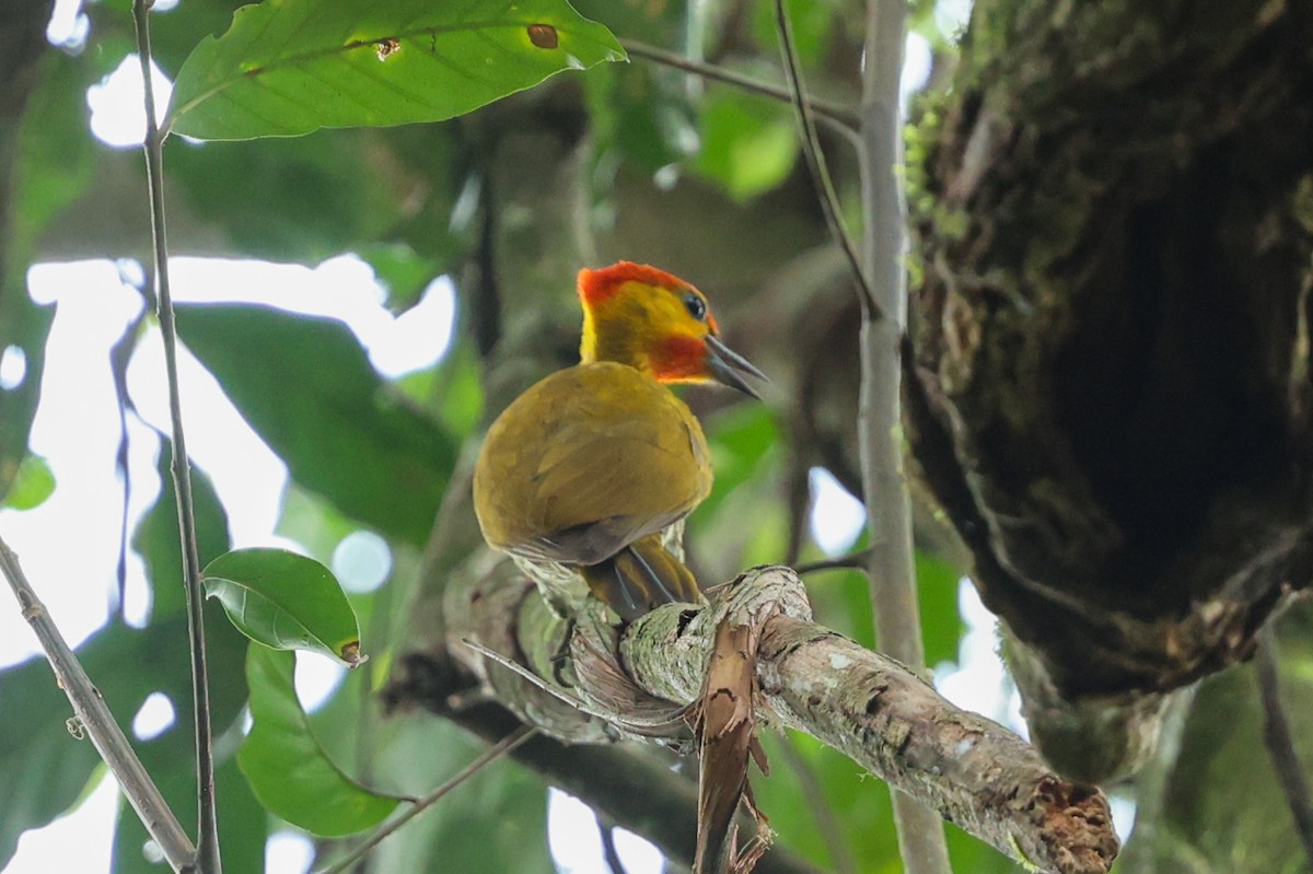 Yellow-throated Woodpecker - ML644537180