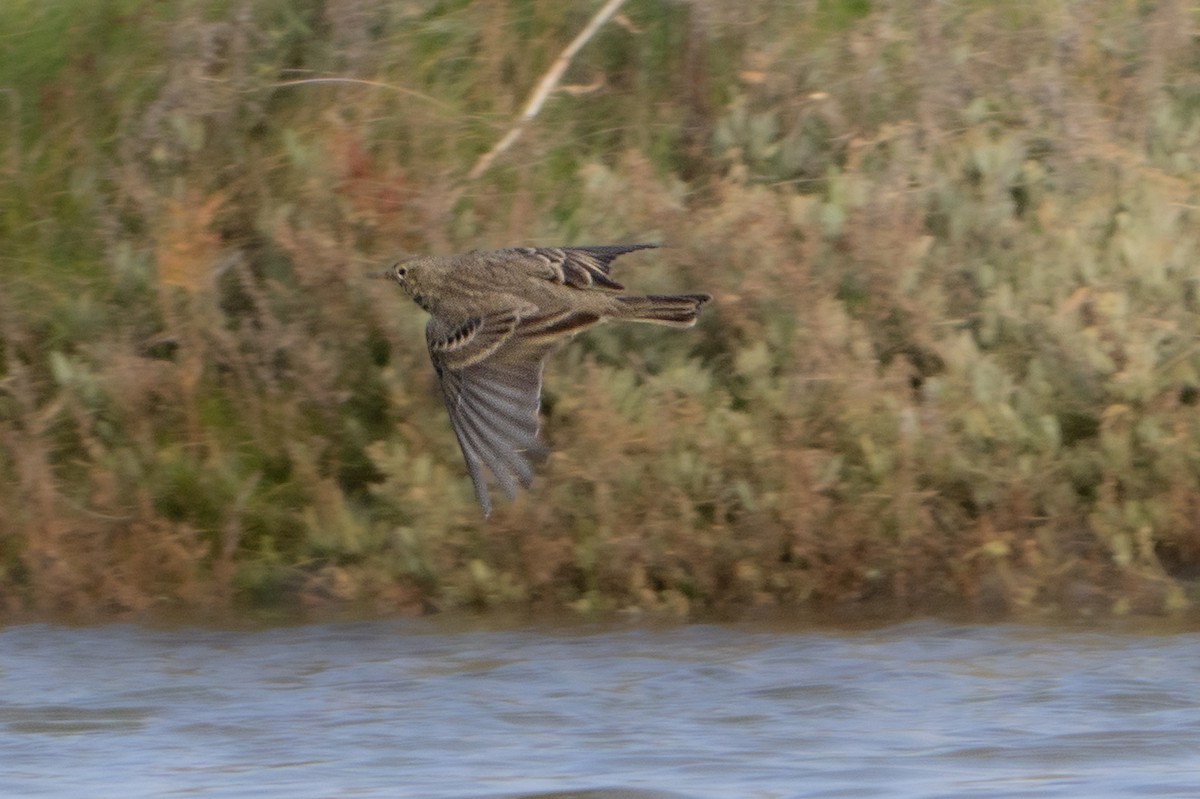 Bisbita Costero - ML644537183