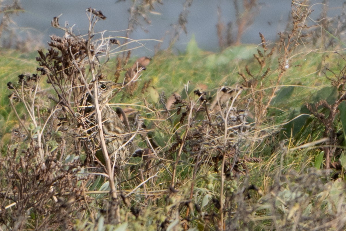 Bisbita Costero - ML644537185