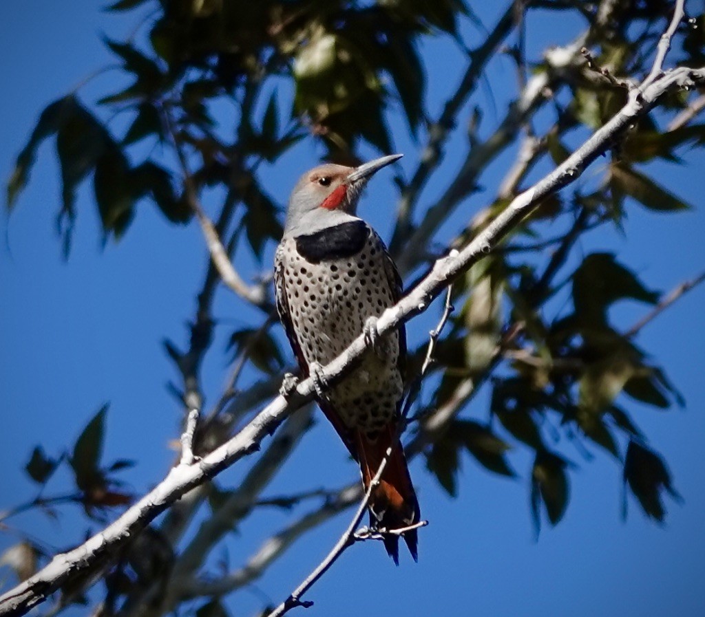 Northern Flicker (Red-shafted) - ML644537204