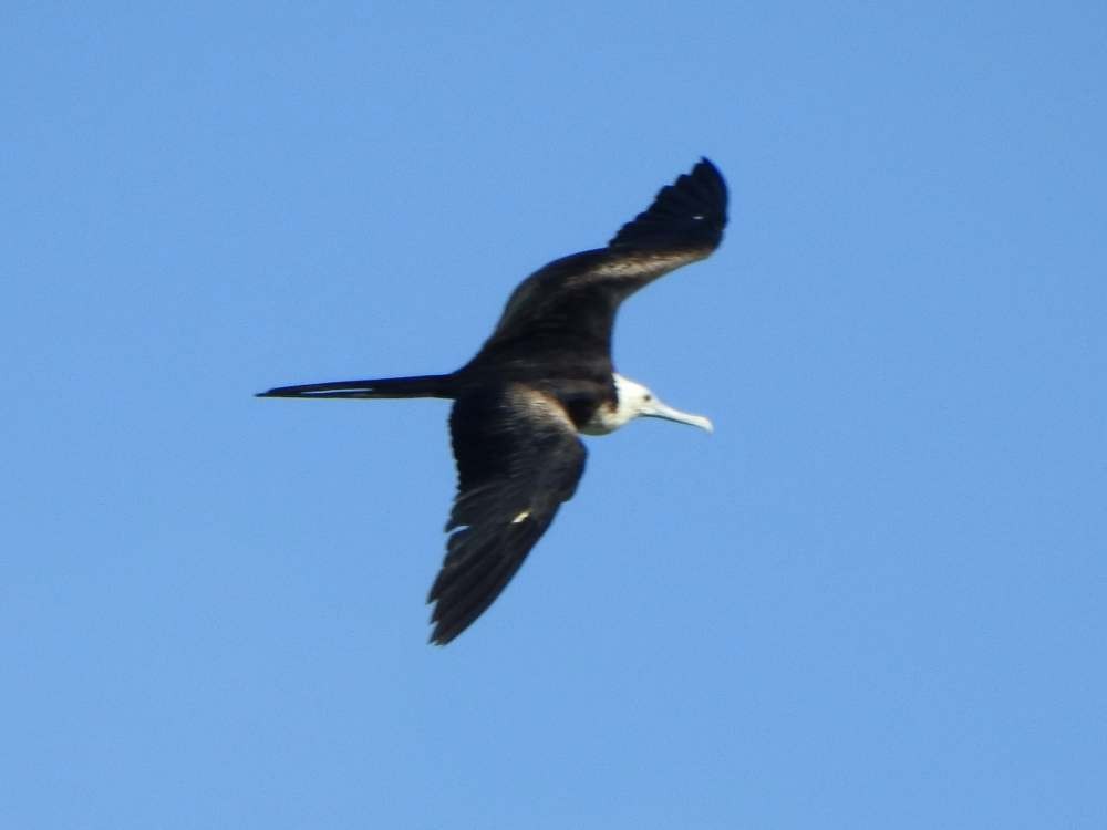 Великолепный фрегат - ML644537213