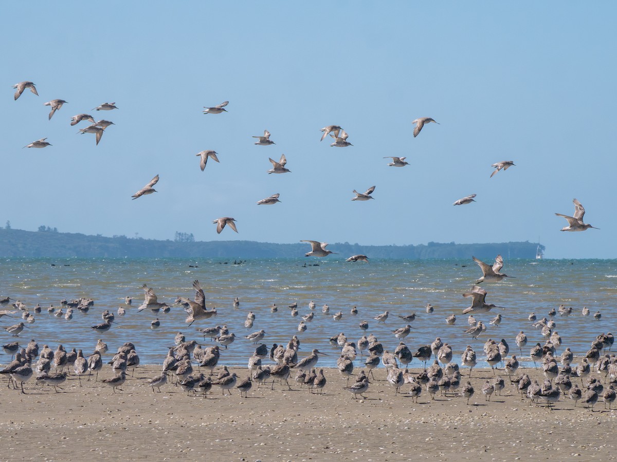 Шармаг элсэг - ML644537221