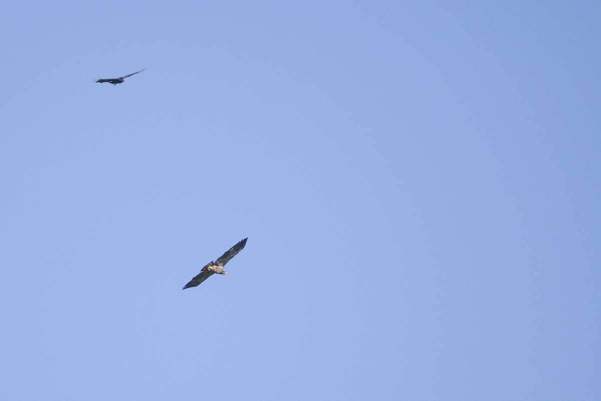 Белоголовый орлан - ML644537229