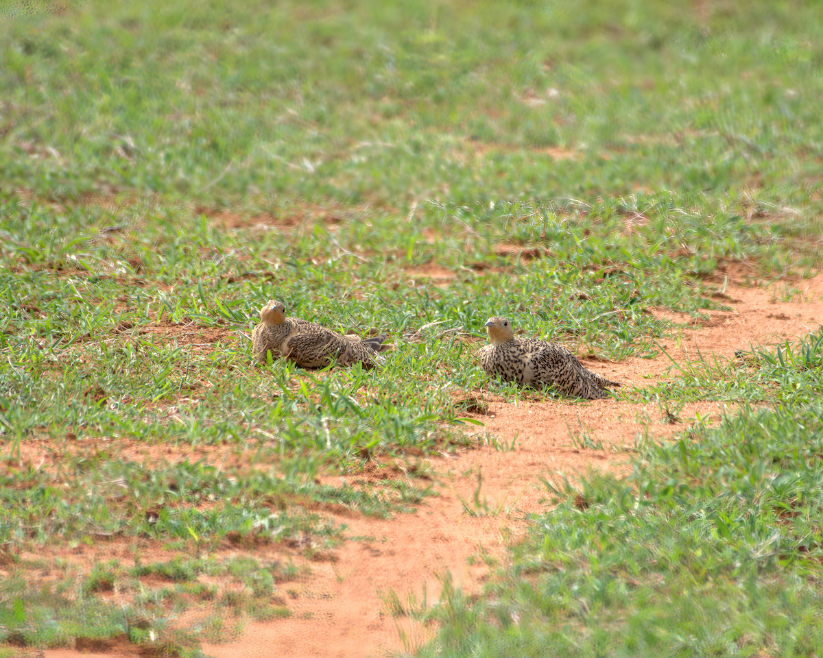 Ganga à ventre brun - ML644537242