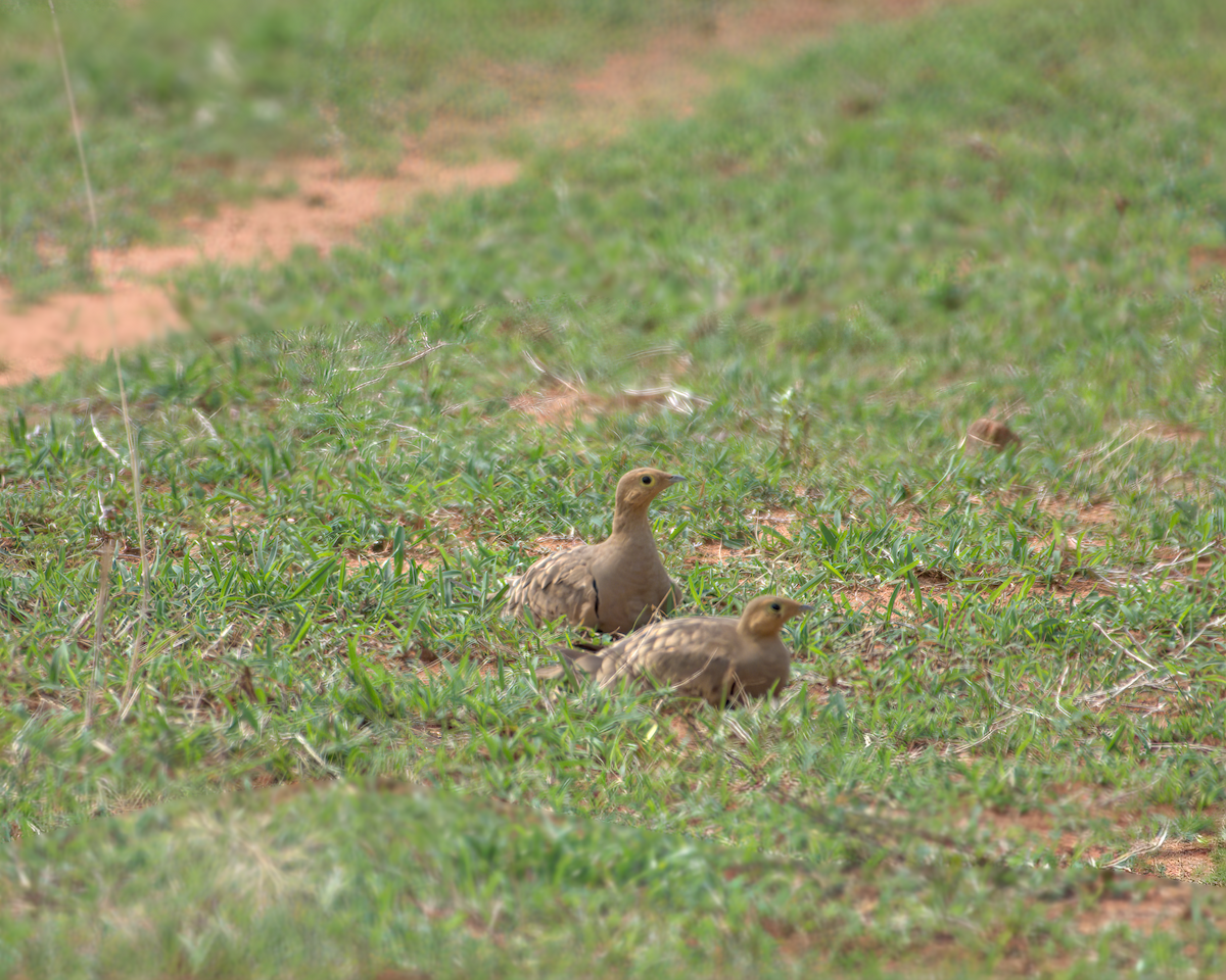 Ganga à ventre brun - ML644537243